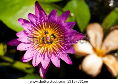 Beautiful lotus flower, the rich colors of the deep blue water surface