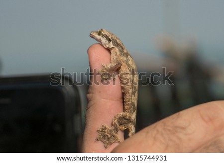 Ptychozoon Flying Gecko sitting on the finger.