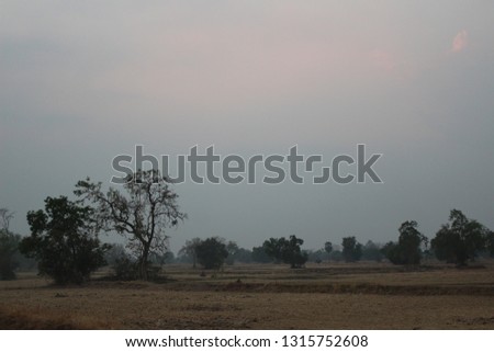 
Forests and grasses in the dry, gray sky in the evening
