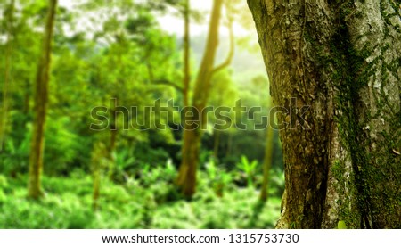 Forest tree background