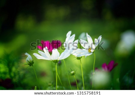 White Cosmos flowers in the garden with green background