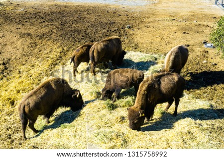 American Bison in the grassland