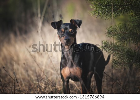 dog running is standing in the forest in front of trees with leaves and sun in the background