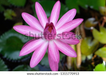 Beautiful lotus flower in the pond