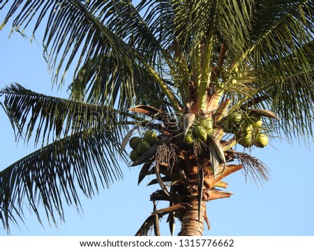coconut tree and coconut fruits hanging on tree view from under Royalty-Free Stock Photo #1315776662