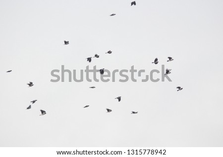 crow flock of birds flying in the sky
