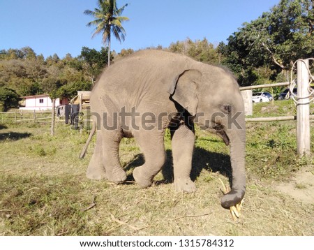 Baby elephant running , elephant Chiangmai Thailand