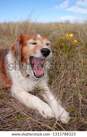 humorous image of red and white fluffy long haired collie dog yawning 