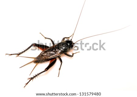 a kind of insects picture, cricket on a white background