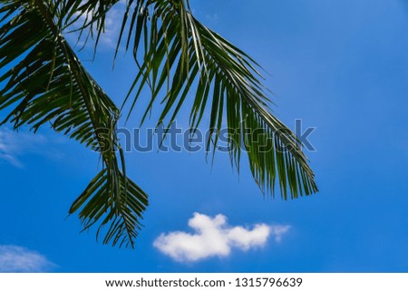Atmosphere in the coconut garden when looking up to see the bright sky.