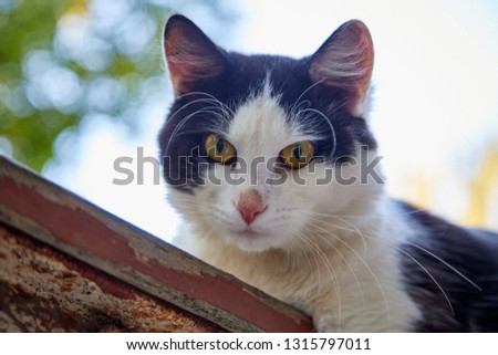 Domestic cat on old railing against a background of green plants. A pet in nature. The village, the park in a summer day