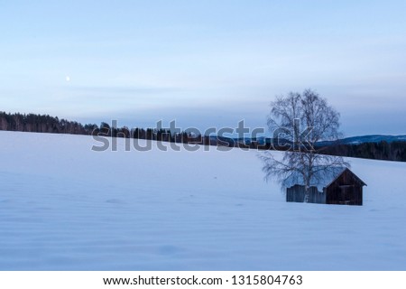 Old barn and a birch on a snowcovered meadow with forest in background and a sky with the moon visible, picture from Northern Sweden.