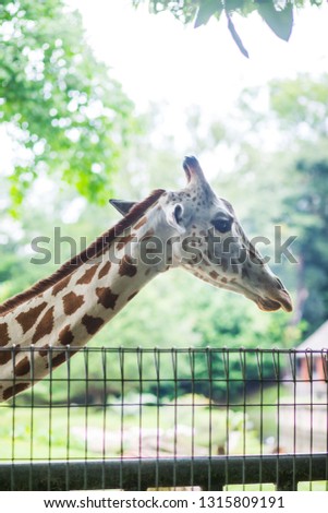 Beautiful giraffe in the wild 