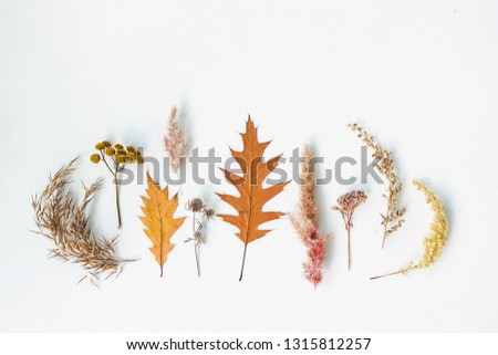 Set of dried plants collected in the meadow. Symmetrical composition, flat lay styling. Creative idea for autumn still life. Art photography concept. Isolated over white background, copy space.