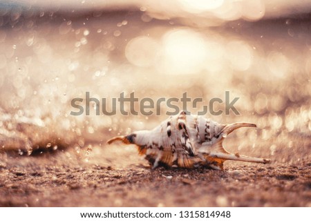 closeup exotic shell on sandy beach on sunset, natural summer background. picture with soft focus and  beautiful bokeh