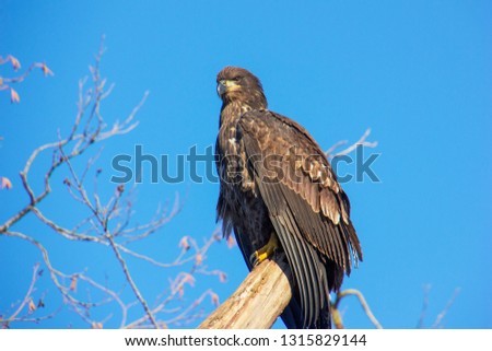 Beautiful, young bald eagle perched on a tree. Burnaby Lake, British Columbia, Canada. Picture is a bit noisy. Clear, blue sky for background