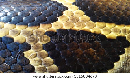 Picture of a snake skin with an interesting pattern.