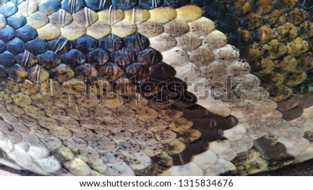Picture of a snake skin with an interesting pattern.