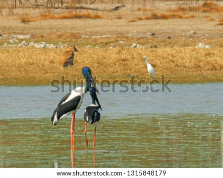 black necked storks and other wildlife at bird billabong in mary river national park
