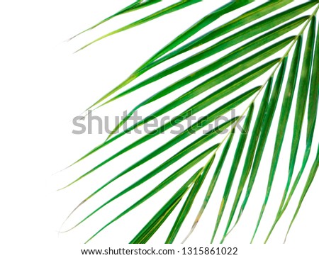 Palm Leaves Green  on White Background isoleted