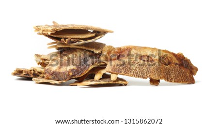 CARAPAX TRIONYCIS on white background