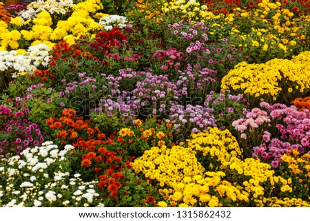 colorful chrysanthemum background