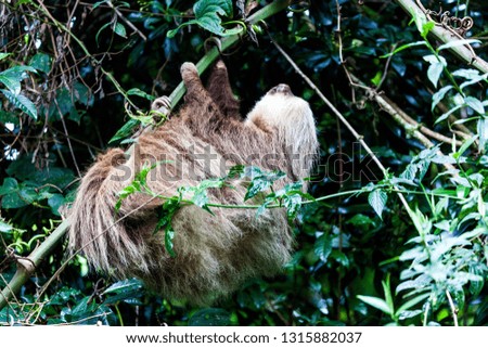 sloth, Costa Rica, Central America