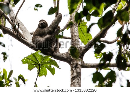 sloth, National Park Manuel Antonio, Costa Rica, Central America