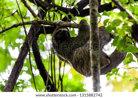 sloth, Manuel Antonio National Park, Costa Rica, Central America