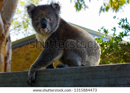 picture of australian koala