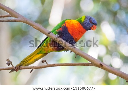 Pictures of australian birds
