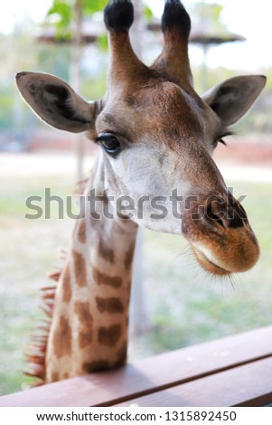 The giraffe in the zoo is fed by tourists. It likes bananas.
