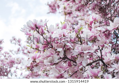 Beautiful magnolia blossom in a park, spring