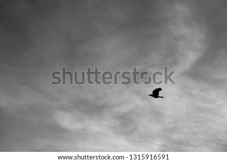 Raven soars high against a stormy moody sky. Sky bird background concept with copy space.
