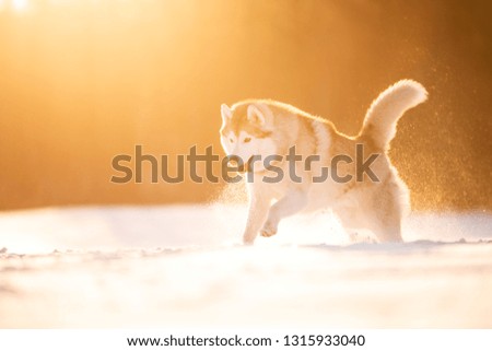 Portrait of Crazy, happy and cute beige and white dog breed siberian husky running on the snow in the winter field at golden sunset in backlight. Playful husky dog
