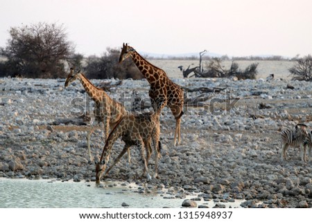drinking giraffes at the waterhole - Namibia Africa