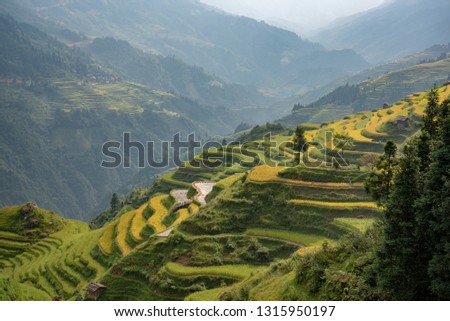 Terraced fields with green or yellow rice, wooden houses with some tiled roofs and green trees in Jiabang, Congjing, Guizhou, China
