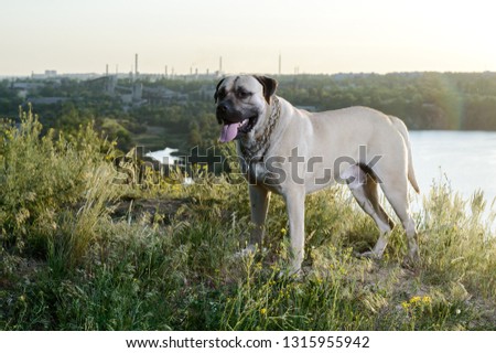 picture of a big dog on the grass. Bullmastiff.