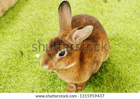 Rabbits are cute pets like running in the grass field.                               