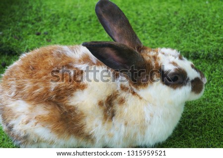 Rabbits are cute pets like running in the grass field.                               