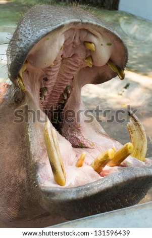 photo of hippopotamus in the zoo