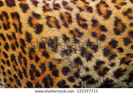 textured detail of leopard fur ( panthera pardus ) Royalty-Free Stock Photo #131597711
