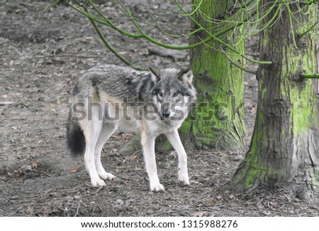 Lone wolf in the woods
