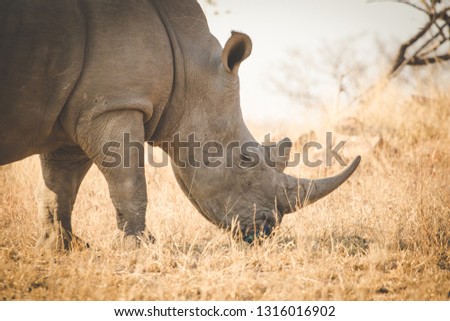 Close up image of a white rhino feeding on grass in a national park in south africa