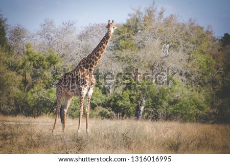 Close up image of Giraffe in a national park in South Africa