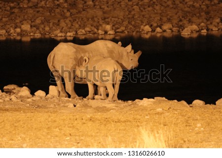 Rhino (Rhinocerotidae) with baby at the waterhole at night - Namibia Africa