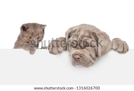 Cat and dog over white banner looking down. isolated on white background