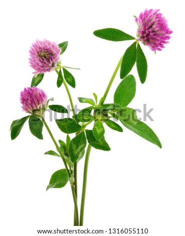 Clover flower on a stem with green leaves, isolated on white background. Royalty-Free Stock Photo #1316055110