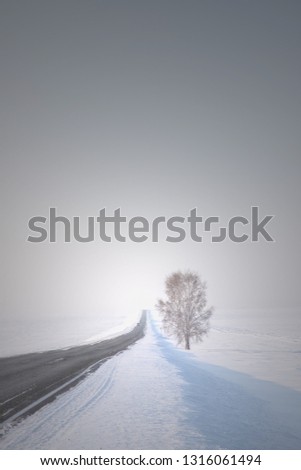 Lonely tree on the edge of the road, leaving in snowy expanses, against the mountains, sky and flying birds