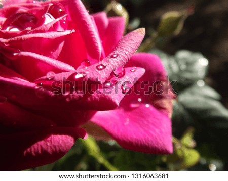 Rose petal from close